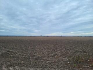 продаж ділянка сільськогосподарського призначення Бучанський, Мотижин,