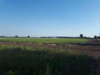 продаж ділянка сільськогосподарського призначення Бориспільський, Сень