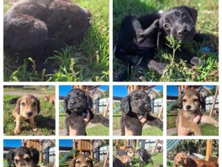 Отдам в добрые руки