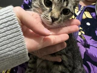 Ищем дом для кошечки.