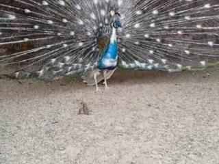 Фазаны, павлины, попугаи