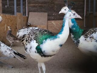 Фазаны, павлины, попугаи