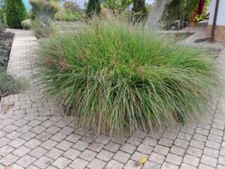 Мискантус. Юка, Будлея, Малина ремонантная.