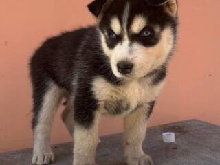 Щенки Хаски