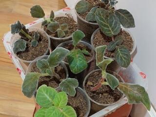 Махровые глоксинии разных сортов. Доставка