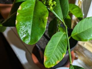 Продам Лимон (цветёт) кактусы и сукулент (цветут)