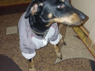 Пропала собака