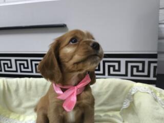 Щенки Английского кокера спаниеля