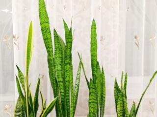 Продам красивые цветы Сансьеверия. 80 рублей за один.