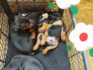 Продаются щенки цверг пинчера!!!!