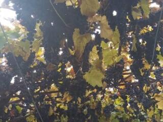 Продам Молдову и Лидию