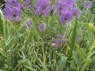 Садовые растения