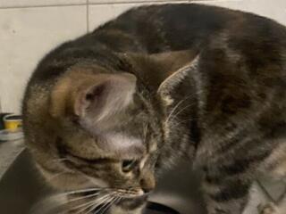 Отдаём в добрые руки трёх милых котят!!