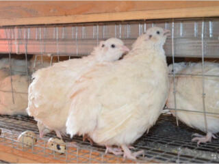 Продам ПЕРЕПЕЛА