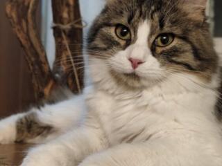 Отдам котенка в добрые руки