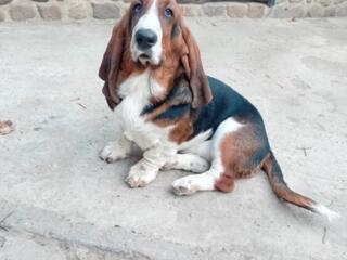 Бассет Хаунд