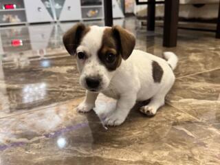 Продается милый щенок, Джек Рассел