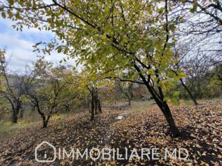 Teren pomicol, com. Dumbrava Vă propunem spre vânzare un teren ...