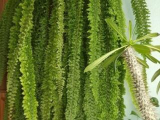 Большие Комнатные Папоротники