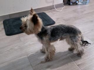 Найден Йорк