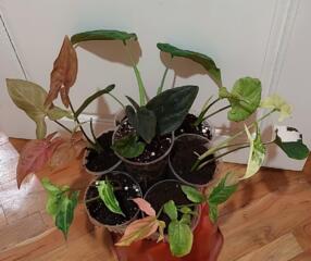 Сингониумы 25 сортов. Доставим.