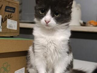 Отдаю в хорошие руки кошечку