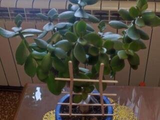 Красивые комнатные растения