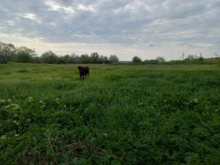 Продам землю под посевы