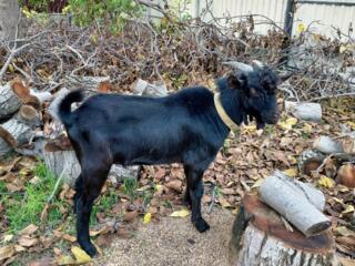 Продаётся активный козлик 75% породы