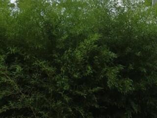 Бамбук зимостойкий