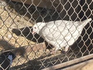Голуби мясной породы