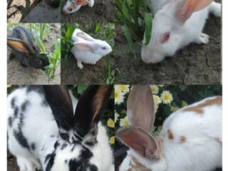 Продаю кроликов породы. Панон и Строкач.