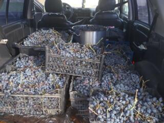 5₽килограм по бендерам довезу около 100кг имеется