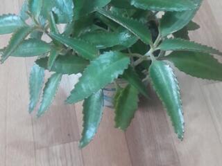 Продаются комнатные лекарственные растения