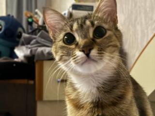 Кошка ищет дом