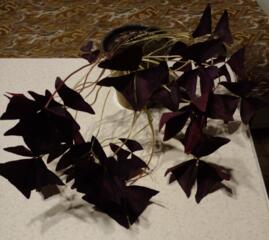 Сансиеверия, кактус хавортия, золотой ус