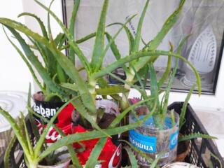 Продам алое