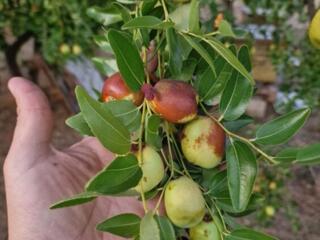 Продам зизифус