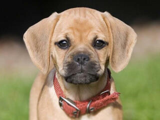 Щенки Пагальера.