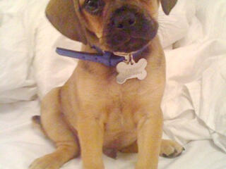 Щенки породы Пагальер.