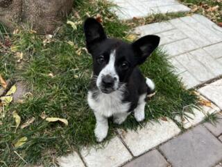 Продаю собаку боддер-коли