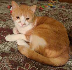 В добрые руки кот! Выручайте!