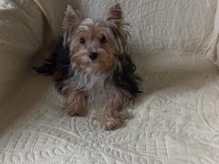 Девочки Йоркширского терьера