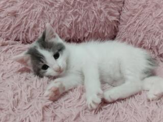 Продаю котят!