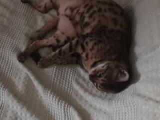 Продам кошку бенгальской породы