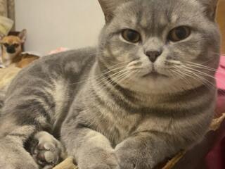 Прямоухий шотландец. Вязка