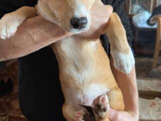 Щенок 5 месяцев ищет семью Если нужно сами привезем