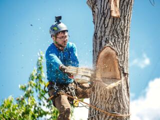 Taierea copacilor/defrisarea arborilor. Пилю деревья.. Альпинист
