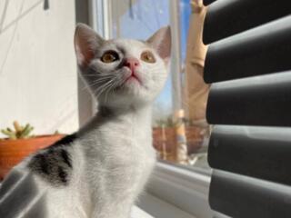 Отдам в добрые руки