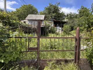 Ботаника, пер. Валентин Зарзэр.